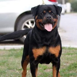 Brinda - Rottweiler