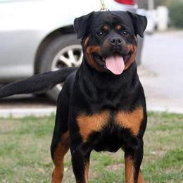 Brinda - Rottweiler