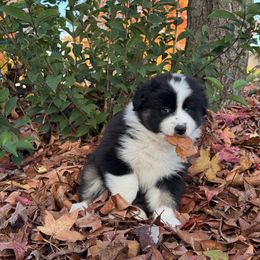 Australian Shepherd Puppies from Drummond Aussies