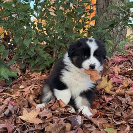 Australian Shepherd Puppies from Drummond Aussies
