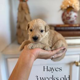 Hayes - Apricot male Goldendoodle puppy in Wilson, North Carolina from Cedar Creek Doodles