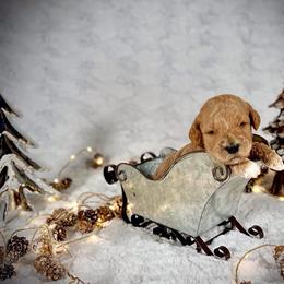 Goldendoodle Puppies from Jeremy Dafoe