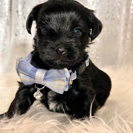 Blue - Black and tan male Yorkshire Terrier puppy in Denver, Colorado from Melrey's paws