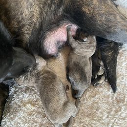 Chanel - Dutch Shepherd