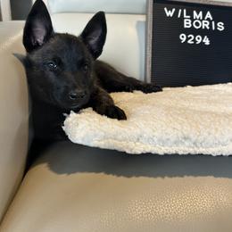 Dutch Shepherd Puppies from TecK9s