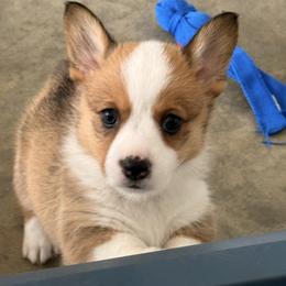 Deshka - Red and white female American Corgi puppy in Sedro Woolley, Washington from Patriot Corgis