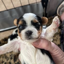 Biewer Terrier and Lhasa Apso Puppies from Biewer Terriors and Lhasa Apos of Northern California