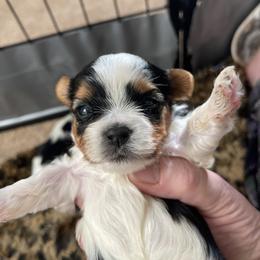 Biewer Terrier and Lhasa Apso Puppies from Biewer Terriors and Lhasa Apos of Northern California
