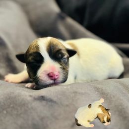 Belle - White and tan female Russell Terrier puppy in Lufkin, Texas from Dixie-Rose JRT