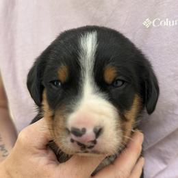 Black boy - Black, white and red male Greater Swiss Mountain Dog puppy in Woodland, Washington from Woodland Swissie’s