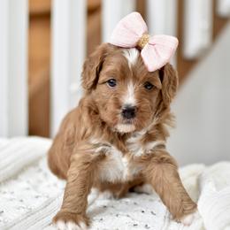 Marigold - Apricot female Goldendoodle puppy in Berlin, Ohio from Doodle Babys