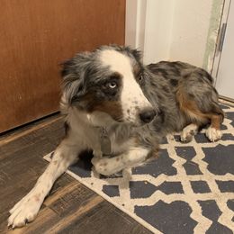 Aussiedoodles and Australian Shepherds from Columbia Basin Aussiedoodles