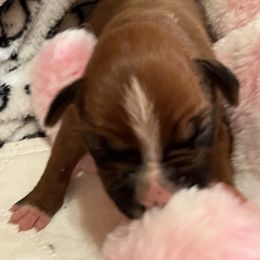 Boxer Puppies from Teressa's Boxers
