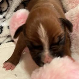 Boxer Puppies from Teressa's Boxers