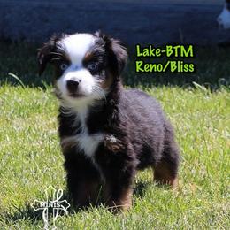Lake - Black tri male Miniature American Shepherd puppy in Elgin, Oregon from Cross L Miniature American Shepherds