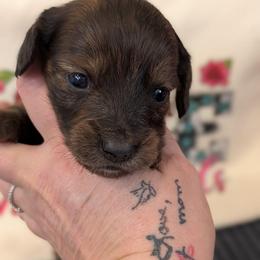 Willy - Red male Dachshund puppy in Barnard, Missouri from KB Doxies