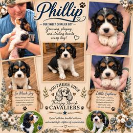 Philip - Tri-color male Cavalier King Charles Spaniel puppy in Sparta, Georgia from Southern Edge Therapy Ranch Cavaliers