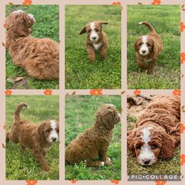 Goldendoodle and Labradoodle Puppies from Blessing Labradoodles, Goldendoodles, standard and mini’s