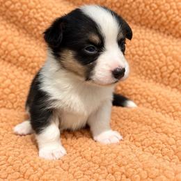 Oakley - Black and white female Cardigan Welsh Corgi puppy in Kerens, West Virginia from Leather & Lace