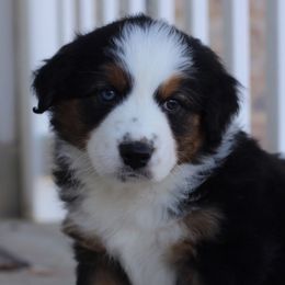 Canyon - Black tri-color Australian Shepherd puppy in Clinton, Utah from Neon Moon Aussies