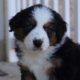 Canyon - Black tri-color Australian Shepherd puppy in Clinton, Utah from Neon Moon Aussies