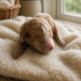 Boy 1 - Red  male Poodle puppy in Eckert, Colorado from High Desert Poodles