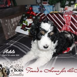 Bernedoodle Puppies from A Star is Born Doodles