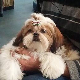 Rusty - Shih Tzu