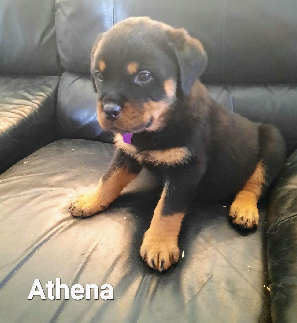 Christopher B Kennels in Iowa | Rottweiler puppies | Good Dog