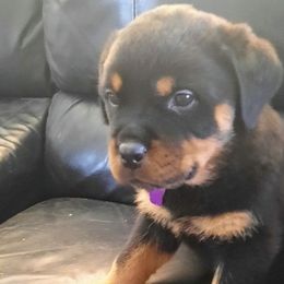 Rottweilers from Christopher B Kennels