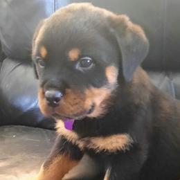 Rottweilers from Christopher B Kennels