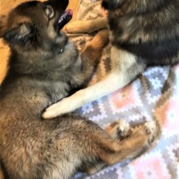 Siberian Husky Puppies from Blue Moon Siberian Husky Haven