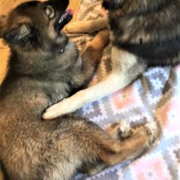Siberian Husky Puppies from Blue Moon Siberian Husky Haven