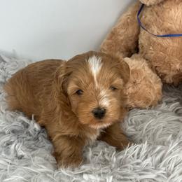 Ember - Wheaten female Miniature Schnauzer puppy in Norman, Oklahoma from Priscilla's Miniature Schnauzers