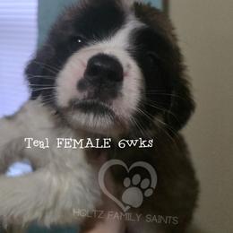 Teal FEMALE - White and brown female Saint Bernard puppy in Kaukauna, Wisconsin from Holtz Family Saints
