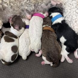 Cavapoo puppies from JP Southern Doodles