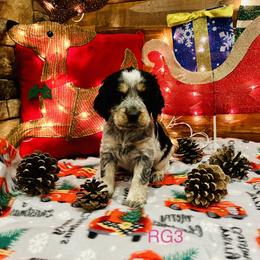 RG3 - Tri-Roan female English Springer Spaniel puppy in Britton, South Dakota from K&S Canines