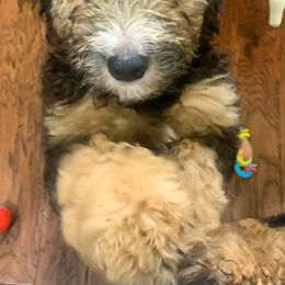Bernedoodle Puppies from Hilary’s Doodle Ranch