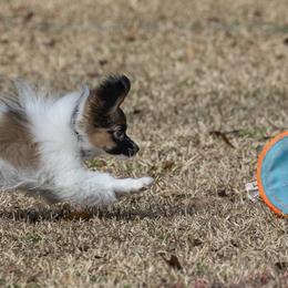Border Collies and Papillons from Evolution Sport Dogs