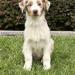 Tony - Red merle male Australian Shepherd puppy in Terrebonne, Oregon from Storybrooke Australian Shepherds