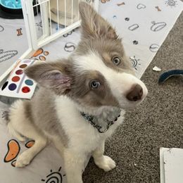 Border Collies from MC Border Collies