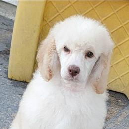 Dark Pink Collar - Cream female Poodle puppy in Round Lake, Illinois from Heather's Poodles