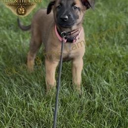 Belgian Malinois Puppies from Lion and The Lamb Kennel