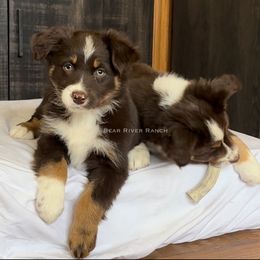 Miniature Australian Shepherd Puppies from Bear River Ranch LLC