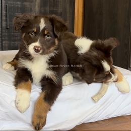 Miniature Australian Shepherd Puppies from Bear River Ranch LLC