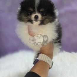 Black tri - Black and tan parti female Pomeranian puppy in Carlinville, Illinois from BCW POMERANIANS