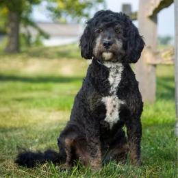 Dixie - Bernedoodle