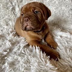 Dogue de Bordeaux Puppies from Toni  Young