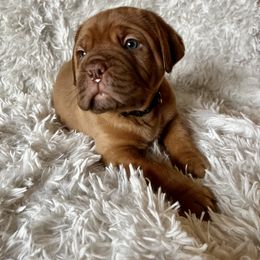 Dogue de Bordeaux Puppies from Toni  Young