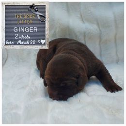 Ginger - Gray - Chocolate Labrador Retriever puppy in Woodstock, Georgia from River Ridge Labrador Retrievers